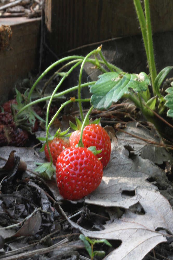 This May 28, 2012 photo shows second year strawberries thriving in an area of partial shade on a private residence in New Market, Va. Strawberries are an easy-to-grow alternative to turf in problem areas like around trees, pathways and slopes. (Dean Fosdick via AP)