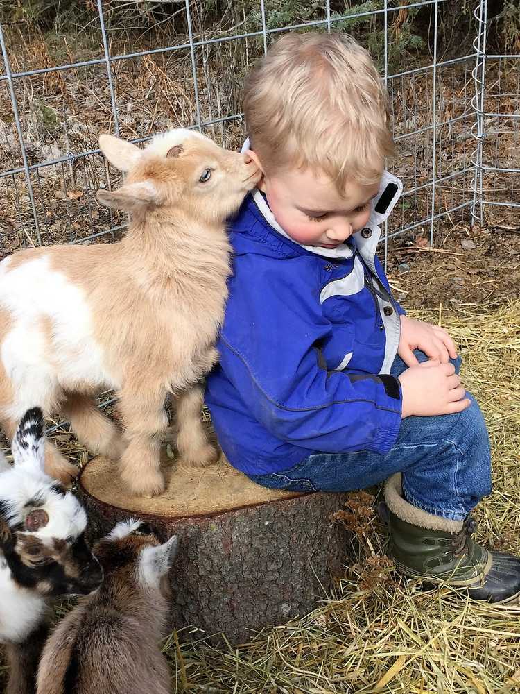 One of Megan Green's goats checks out Green's son Eli, 4, last summer at their Kenai home. A proposal before the Alaska Board of Game would require sheep and goat owners to have permits to raise the animals. (Photo courtesy Megan Green)