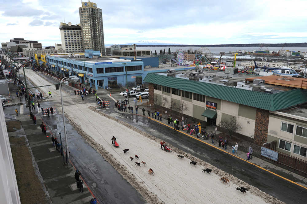 In this photo taken on Sunday, Feb. 28, 2016, Fur Rondy mushers drive their dog teams down a ribbon of snow that was placed on 4th Avenue in a snowless downtown Anchorage for the annual winter festival event.  (Bill Roth/Alaska Dispatch News via AP)  KTUU-TV OUT; KTVA-TV OUT; THE MAT-SU VALLEY FRONTIERSMAN OUT; MANDATORY CREDIT