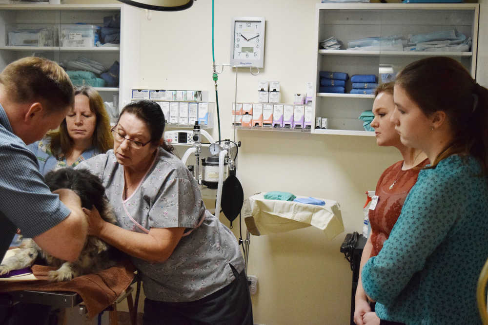 Kenai Central High School students Lindsey Weber and Kathryn Darch observe Veterinarian Dr. Jim Delker remove staples from their patient, Molly, during Job Shadow Day on Wednesday, March 2, 2016, at the Twin City Veterinarian Clinic in Kenai, Alaska.