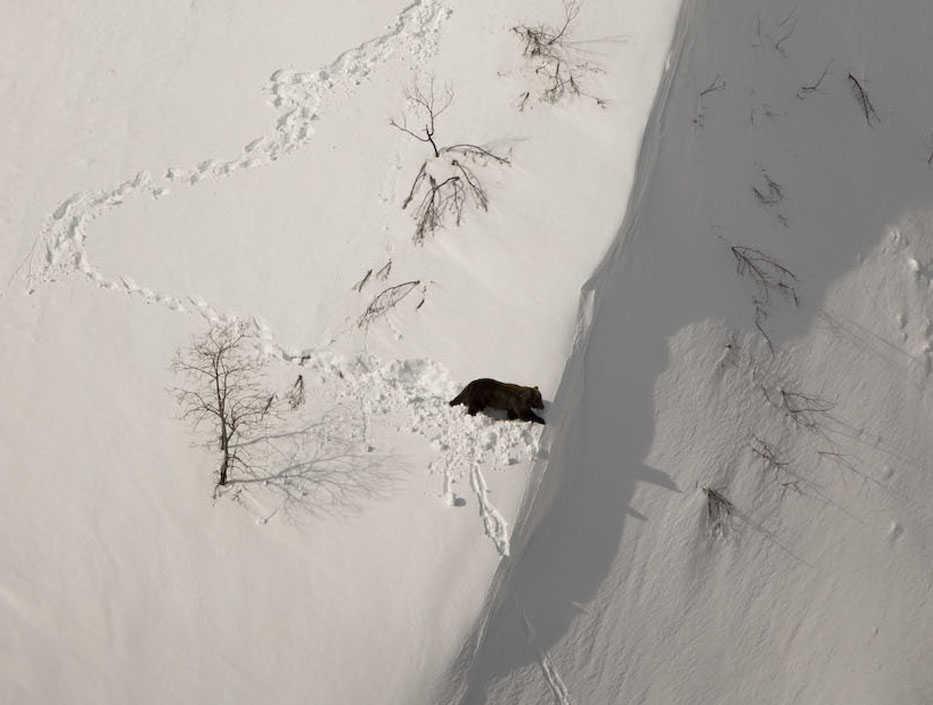 A brown bear recently emerged from its den makes its way down a steep slope in the Kenai Mountains. (National Geographic Society photo)