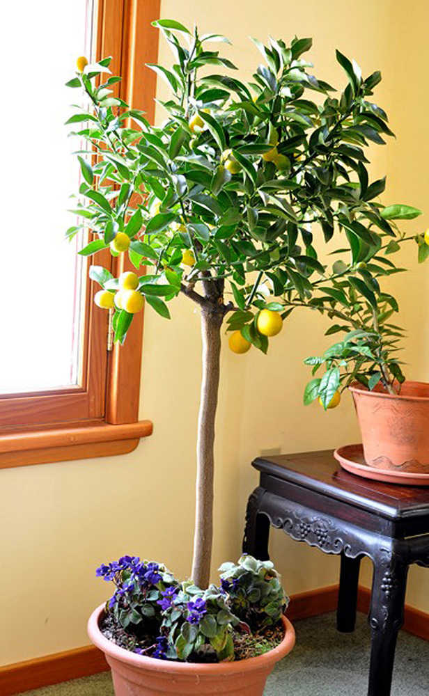 This undated photo shows kumquat which is an easy and tasty citrus that can be grown in cold climates, indoors in winter in New Paltz, N.Y. (Lee Reich via AP)