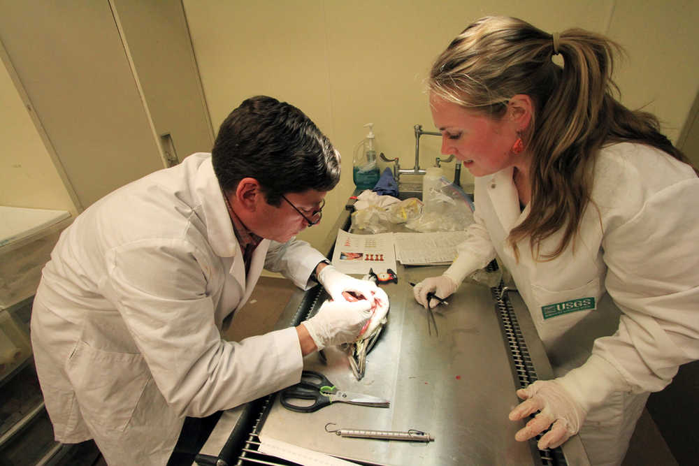 Wildlife biologists Rob Kaler of the U.S. Fish and Wildlife Service and Sarah Schoen of the U.S. Geological Survey examine body parts of a common murre during a necropsy on Friday, March 11, 2016, in Anchorage, Alaska. Kaler and Schoen are among scientists attempting to find out the reason for a massive common murre die-off in the North Pacific that began one year ago. (AP Photo/Dan Joling)