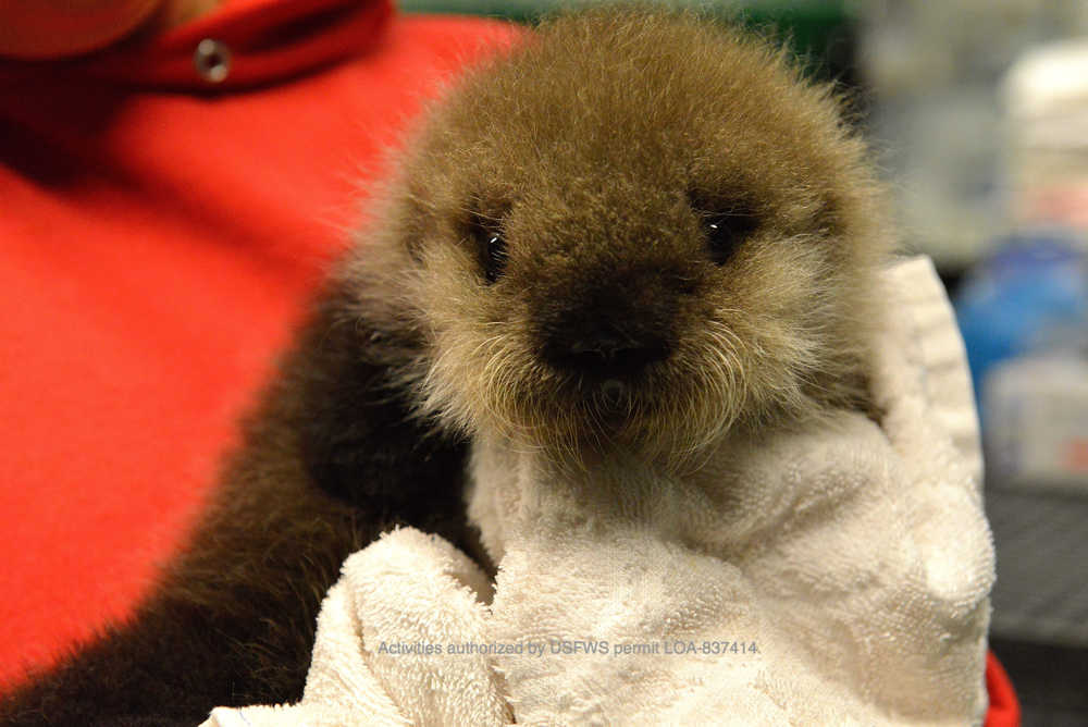 SeaLife Center preps for otter loss