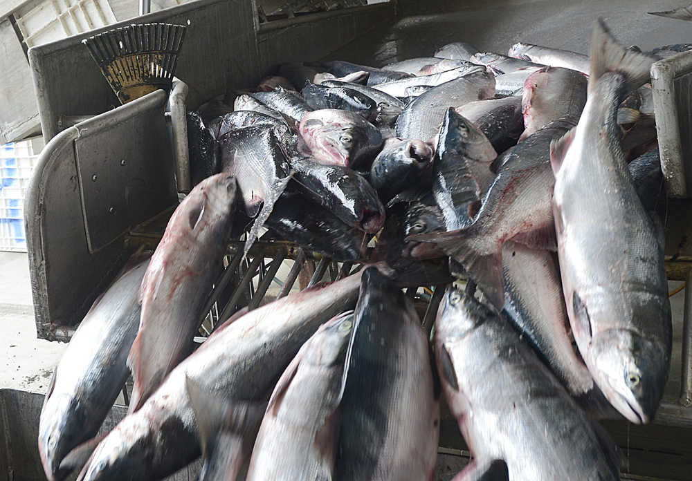 In this June 27, 2013 file photo sockeye salmon tumble into a tote at a receiving station south of Clam Gulch, Alaska.