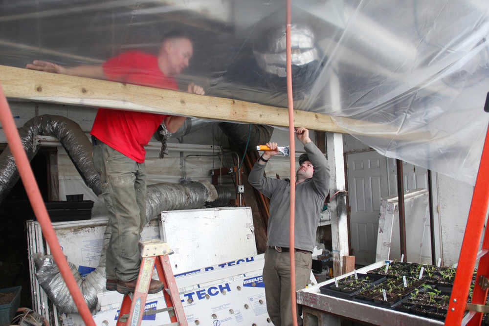Photo by Kelly Sullivan/ Peninsula Clarion Harry Ala and Jim Hansen work on installing plastic covers below the upper level of his family's greenhouse so the plants above don't drip debri onto the plants below Wednesday, March 9, 2016, at Ridgeway Farms in Soldotna, Alaska.
