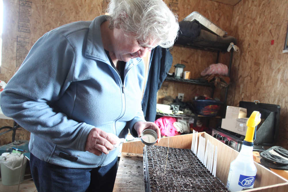 Louise Heite plants bok choy seeds for starters on Tuesday, March 15, at her home on Eagle Glade Farm in Nikiski, Alaska.