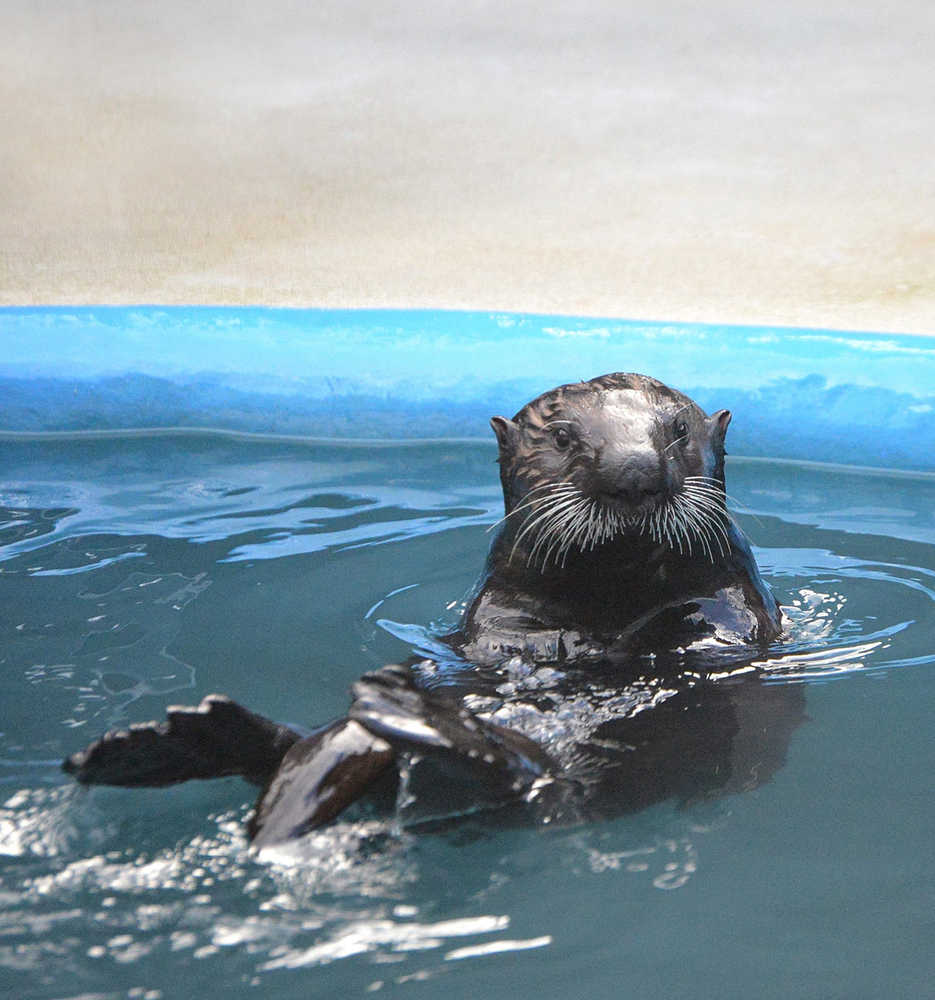 Otters at Sealife center