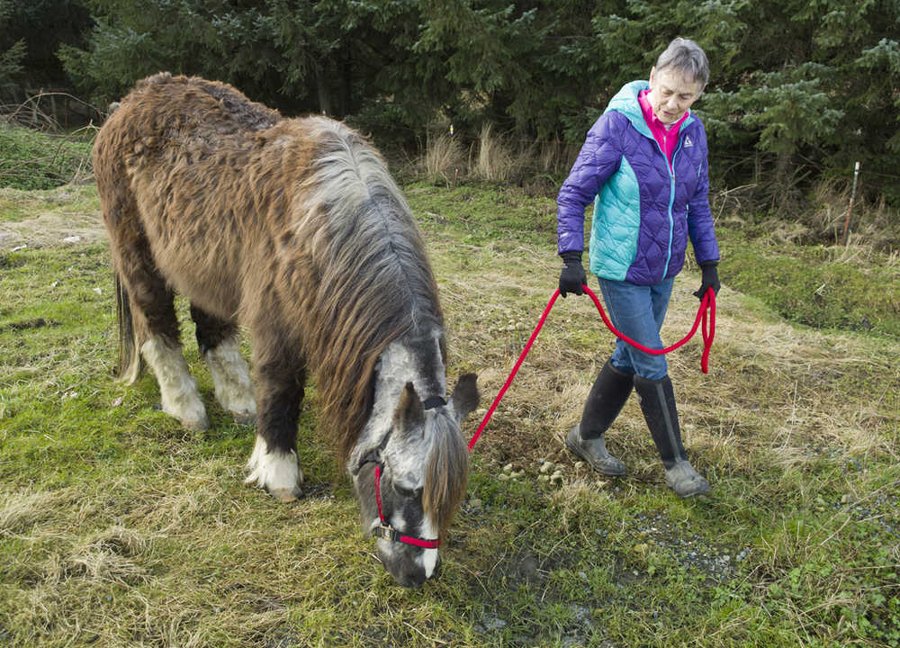 ADVANCE FOR WEEKEND MARCH 19-20, 2016 AND THEREAFTER -- In this March 4, 2016 photo, Dr. Susan Hunter-Joerns takes Sammy the Wonder Pony on a walk at the Fairweather Equestrian Center in Juneau, Alaska. Sammy turned 42 in February, which is anywhere between 120-160 years in human years, Hunter-Joerns said.   (Michael Penn/Juneau Empire via AP)