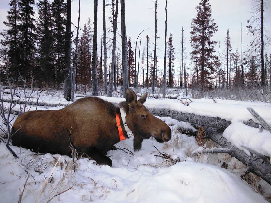 One of 30 cow moose recently captured and collared in Game Management Unit 15A and 15B in a joint effort by the Alaska Department of Fish and Game and Kenai National Wildlife Refuge.  (Photo by Dan Thompson, Alaska Department of Fish and Game)