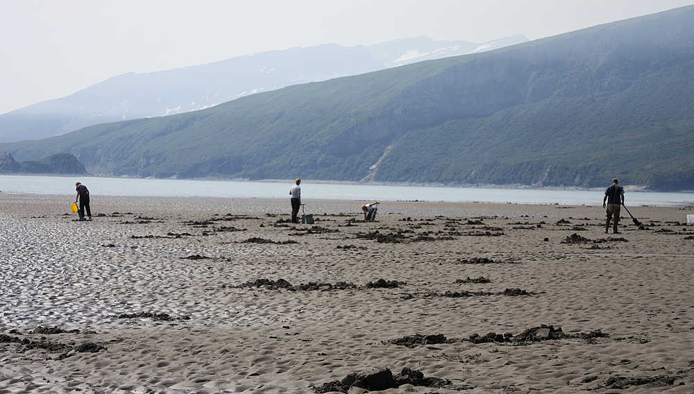 Photo contributed by J&J Smart Charters  Clammers work the Polly Creek beach on the west side of the Cook Inlet during a June 26, 2013 trip with J&J Smart Charters operating out of Ninilchik. Biologists from the Alaska Department of Fish & Game are planning to survey the razor clam population near Polly Creek as concerns about additional harvest arise.