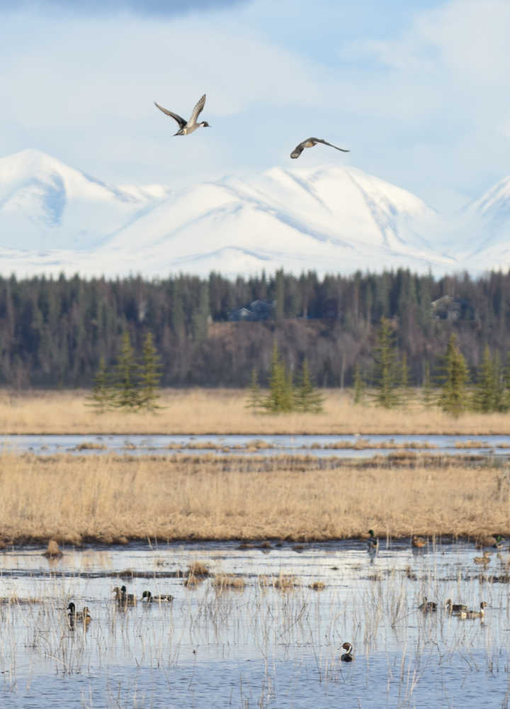 Ducks flock to a pond alongside Bridge Access Road on the Kenai River Flats Tuesday evening.