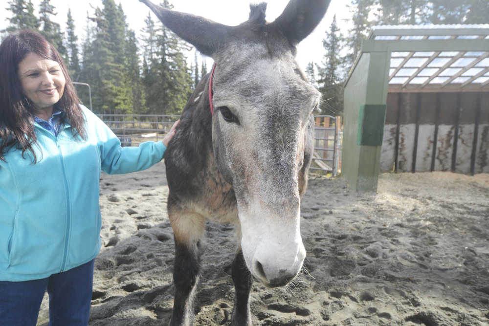 Photo by Megan Pacer/Peninsula Clarion Jacque White greets Sweet Soul, a 20-year-old draft mule she rescued from a kill pen in Pennsylvania, on Sunday, April 10, 2016 at her home off of Kalifornski Beach Road.