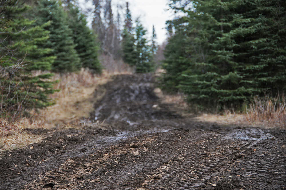 Photo by Elizabeth Earl/Peninsula Clarion The road to Gray Cliff and Moose Point is a narrow, muddy path, shown on Monday, April 11, 2016. Apache Corporation, which was exploring for oil and gas in the area, had announced plans to improve the road by extending the Kenai Spur Highway, but withdrew from Alaska in March. The company is now in talks with the Kenai Peninsula Borough to donate its preliminary environmental and engineering work so the borough may be able to pick up the project.