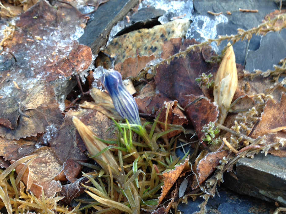 An ornamental variety of gentian that bloomed in early January 2016 among ice crystals in a rock garden on the bluffs above the Kenai River. (Photo courtesy Kathy Wartinbee)