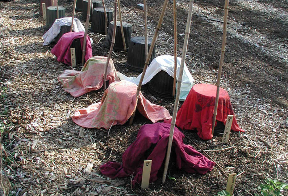 In this undated photo taken in New Paltz, N.Y., pieces of cloth keep overturned planters in place and increase frost protection for tomato transplants beneath them.  (Lee Reich via AP)