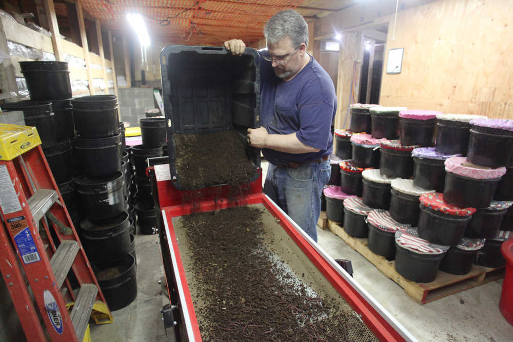 Photo by Kelly Sullivan/ Peninsula Clarion Turns over, or separates, a bucket of worms from their eggs and castings Wednesday, April 13, 2016, at his home in Kasilof, Alaska.