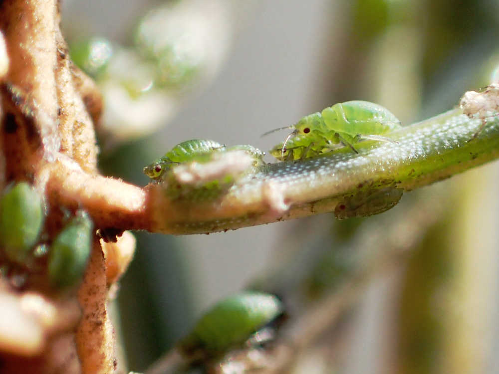 Spruce aphids gather to suck sap from a spruce needle on Tuesday, March 29 in Homer. The invasive needle-killing insects are usually found in south-east Alaska but had their first outbreak on the Kenai Peninsula this year.