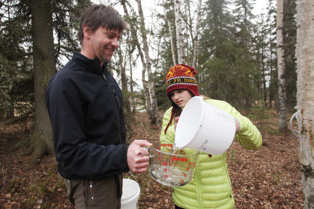 Photo by Kelly Sullivan/ Peninsula Clarion Marcus Mueller and his daughter Amelia go through their evening routine of gathering the sap drained from ten Kenai birch trees on their property Tuesday, April 19, 2016, in Kenai, Alaska.