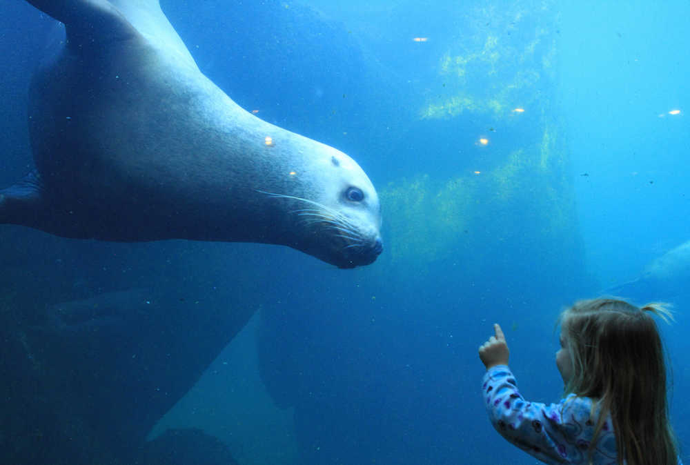 FILE - In this Feb. 25, 2015 file photo, Elin Lunoe, and Pilot, a Steller sea lion, check each other out at a tank at the Alaska SeaLife Center in Seward, Alaska. Since January 2016, the Alaska aquarium has replaced 98 percent of its fossil fuel heating requirements with a system that draws heat from seawater.(AP Photo/Dan Joling, File)