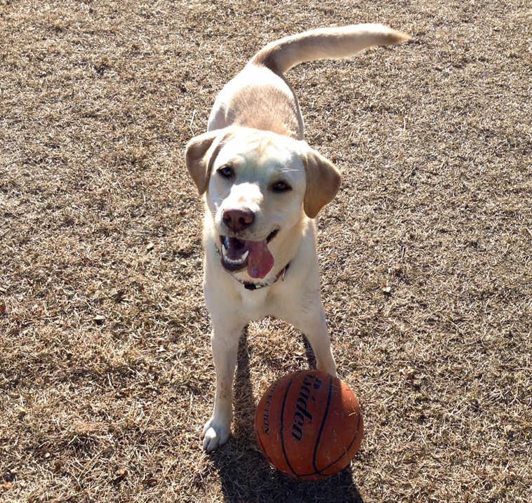 Lucy, a yellow Labrador retriever, loves to play ball. Lucy belongs to the Morrow family of Kenai. (Submitted photo)