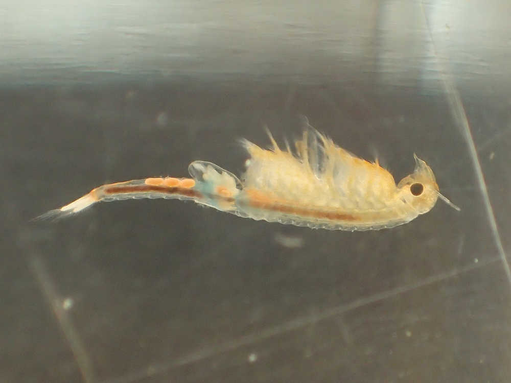 Fairy shrimp removed from a vernal pool and photographed in a plastic tank. (Photo by Matt Bowser/USFWS)