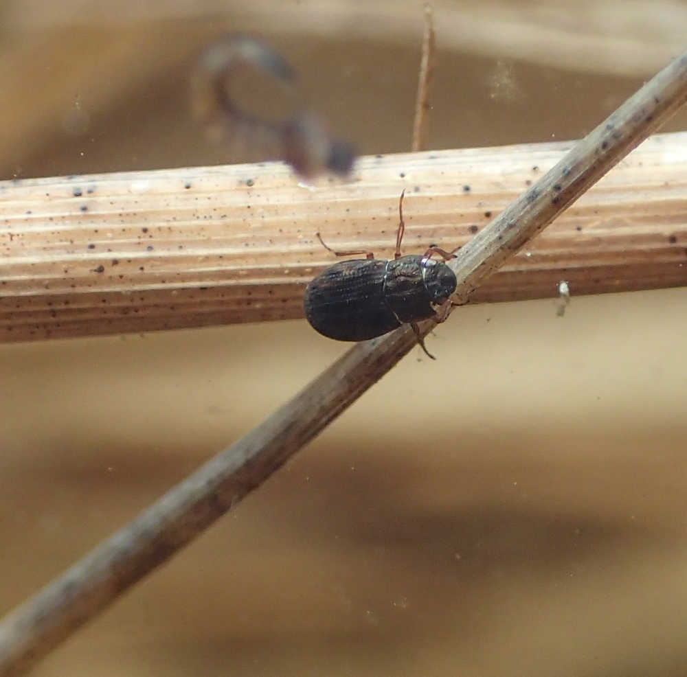 Water scavenger beetle in a vernal pool near the Kenai National Wildlife Refuge Visitor Center on Ski Hill Road, April 26, 2016. Observation record: http://bit.ly/1XWnDWt (Photo by Matt Bowser/USFWS )