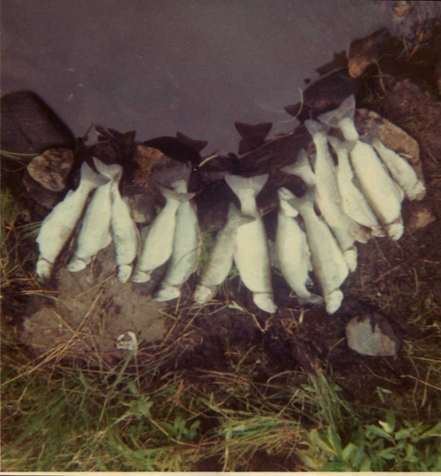 Photo courtesy Mullican family The Mullicans homesteaded on Sevena Lake outside Soldotna and remember a time when the lake was swarming with enormous rainbow trout, so many "you'd get sick of catching them," John Mullican said.