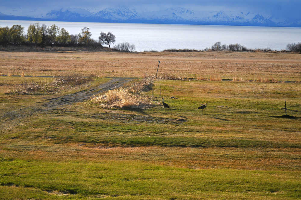 Photo by Elizabeth Earl/Peninsula Clarion Sandhill cranes visited the hay field behind Frank and Mary Ferguson's house on Friday, April 29, 2016, near Clam Gulch, Alaska. The Fergusons said the field is a popular spot for migratory birds to stop.