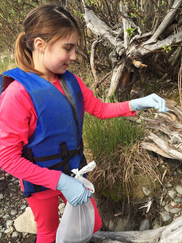 Photo by Megan Pacer/Peninsula Clarion Alexis Martinez, a fourth grader from Soldotna Elementary, picks fishing line out of brush on the bank of the Kenai River during this year's Kenai River Spring Cleanup event on Friday, May 6, 2016 at Soldotna Creek Park in Soldotna, Alaska. More than 600 kids combed the riverbanks in several locations on the central Kenai Peninsula, competing for prizes and learning about good stewardship.