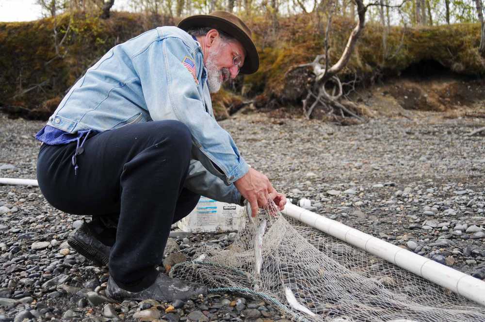 Photo by Elizabeth Earl/Peninsula Clarion Jon Harmon of Nikiski disentangles hooligan from a gillnet on the banks of the Kenai River on Tuesday, May 10, 2016 in Kenai, Alaska. The personal use fishery for hooligan on the Kenai River is open from April 1 to June 15 of each year.