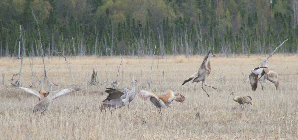 Sandhill cranes are pictured on the Kenai River flats in the May 20, 2010 photo. (Clarion file photo)