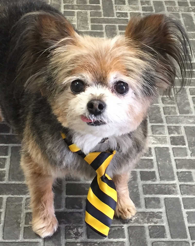 This is Chewy looking dapper with a new tie after a grooming. His owner is Kathleen Knowlton. (Submitted photo)