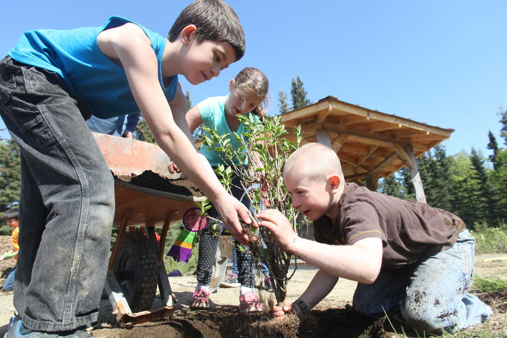 Photo by Kelly Sullivan/ Peninsula Clarion Mountain View Elementary School XXX grader and Field of Flowers gazebo for the 50th Anniversary of Alaska Arbor Day Monday, May 16, 2016, in Kenai, Alaska.