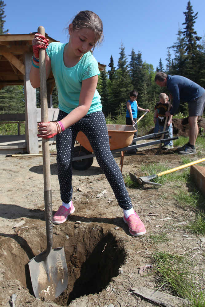 Photo by Kelly Sullivan/ Peninsula Clarion Mountain View Elementary School XXX grader and student council member XXX digs a hole to plant one of eight Minuet Lilacs she and her peers planted around the Field of Flowers gazebo for the 50th Anniversary of Alaska Arbor Day Monday, May 16, 2016, in Kenai, Alaska.