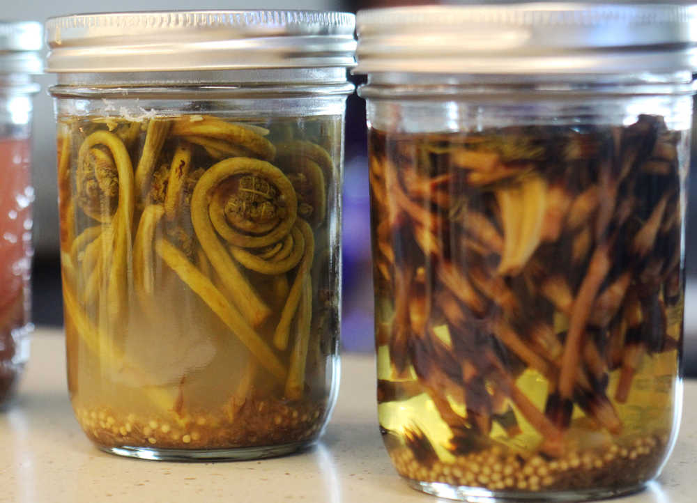 Jars of pickled fiddlehead fern (left) and fireweed are displayed at a Kenaitze Tribe edible plant workshop on Wed. May 18 at the Dena'ina Wellness Center in Kenai. In traditional Dena'ina culture, fiddleheads were eaten raw, boiled, or roasted as a source of vitamin C. Fireweed sprouts were eaten in the spring.