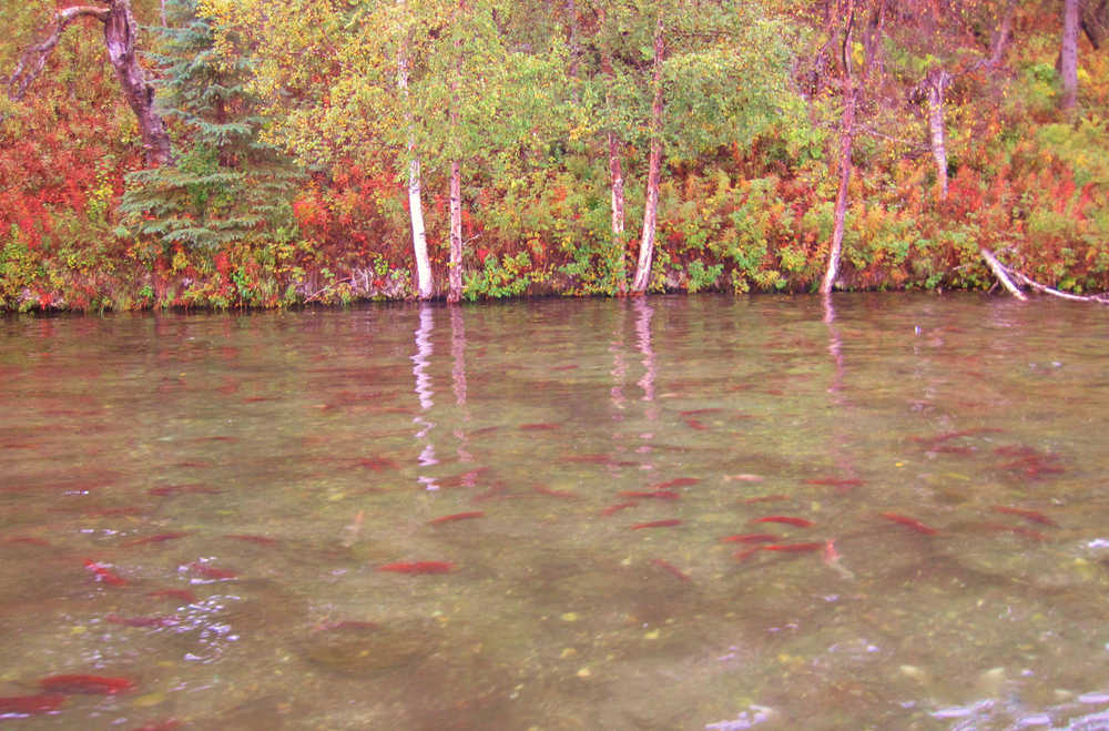 Spawning sockeye in Daniels Lake are beneficiaries of collaborative efforts to eradicate Elodea from the Kenai Peninsula. (Scott Shuler, SePRO)