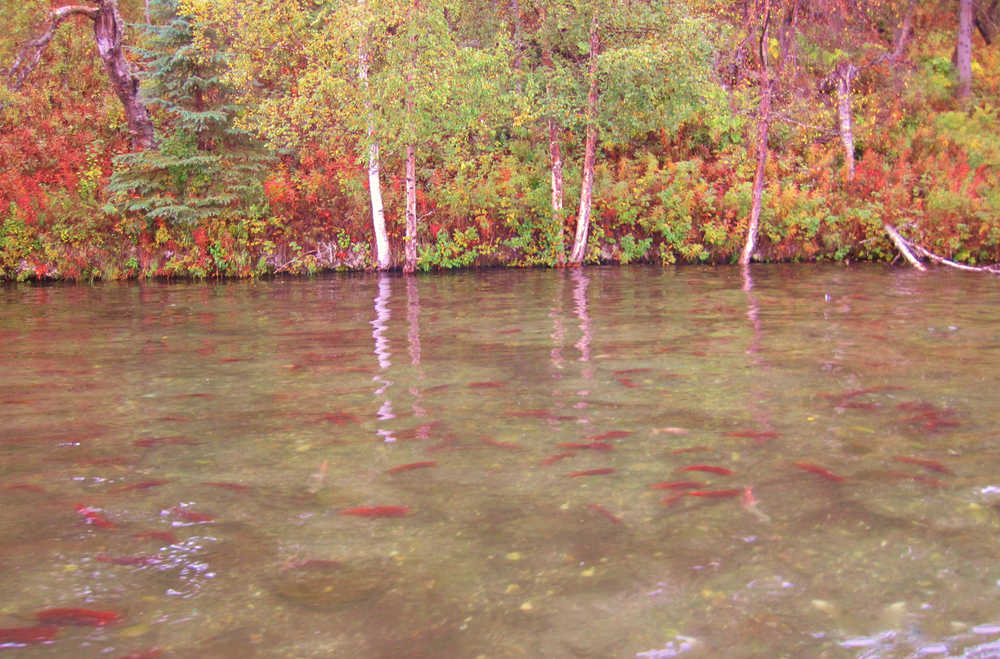 Spawning sockeye in Daniels Lake are beneficiaries of collaborative efforts to eradicate Elodea from the Kenai Peninsula. (Scott Shuler, SePRO)