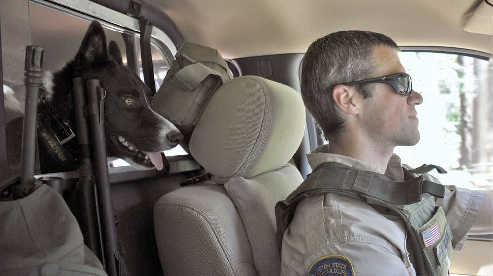 ADVANCE FOR WEEKEND EDITIONS, MAY 21-22 - In this photo taken May, 6, 2016, Jax, a 1-year-old Karelian bear dog rides with his handler, Washington Fish and Wildlife Department officer Keith Kirsch in Spokane, Wash. Washington Fish and Wildlife Department officers use Karelian bear dogs to scare bears in hopes that they will avoid human activity in the future. (Rich Landers/The Spokesman-Review via AP) COEUR D'ALENE PRESS OUT; MANDATORY CREDIT
