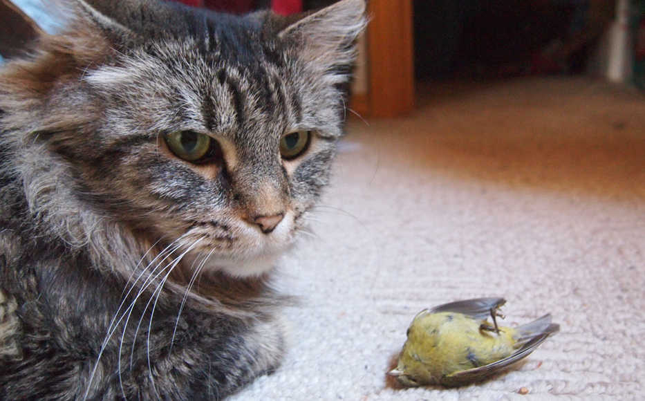 A cat posing with its trophy, an Orange-crowned Warbler. (Photo by Todd Eskelin, USFWS)