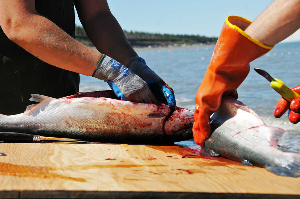 Photo by Elizabeth Earl/Peninsula Clarion Desiree Campos (left) and Eddie Perez (right) gut the sockeye salmon they caught in their personal use gillnet off the Kasilof River's south beach on Wednesday, June 15, 2016. The personal use gillnet fishery opened at 6 a.m. June 15 and will be open until 11 p.m. June 24.