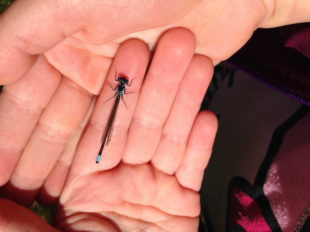 ADVANCE FOR WEEKEND EDITIONS - In this June 2, 2016 photo, a damselfly rests on Hazel Loerch's hand at Cranberry Lake at Cama Beach State Park, buried under the excellent rocks. (Jessi Loerch/The Herald via AP) MANDATORY CREDIT