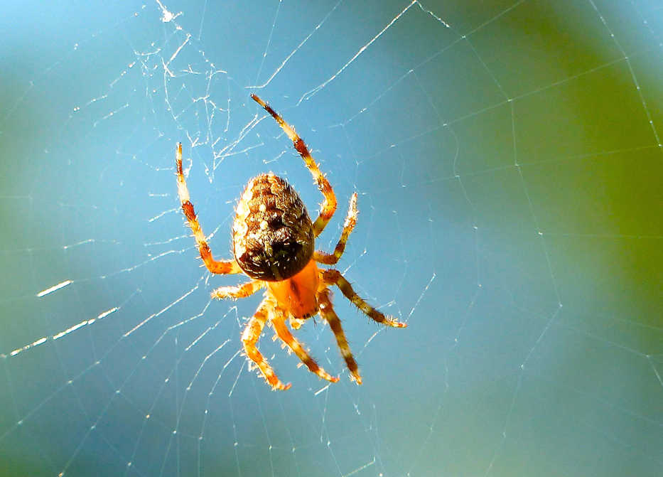 This spider photographed on Sept. 11, 2015, while spinning a web in a Langley, Wash., yard, is one of the gardeners best tools for biological pest control. Spiders also are also one of the few pest predators that don't eat plants. (Dean Fosdick via AP)