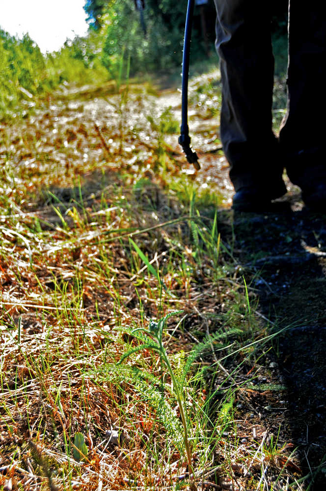 Photo by Elizabeth Earl/Peninsula Clarion Jen Peura, a seasonal biotech with the Kenai National Wildlife Refuge, applies herbicide to invastive common yarrow plants near the Egumen Lake trailhead on Tuesday, June 21, 2016.
