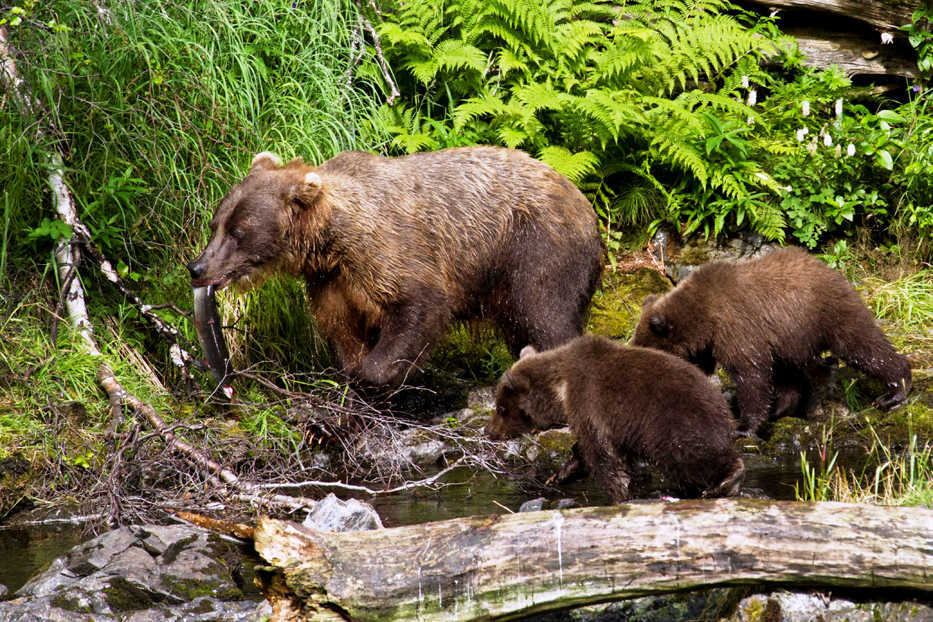 Brown bears help transport the nutrients acquired in the ocean by salmon to the terrestrial system where it can have cascading effects on riparian vegetation and even bird communities.  The average female brown bear on the Kenai Peninsula deposits 80 pounds of marine-derived nitrogen in the terrestrial ecosystem each year (Photo by Berkley Bedell).