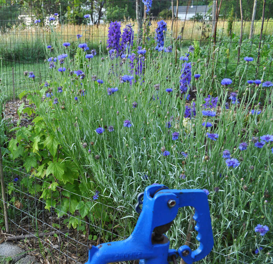 This undated photo taken in New Paltz, N.Y., shows blue delphinium spires, in background, nestled in amongst blue bachelor buttons, and even a blue-handled faucet in the foreground. (Lee Reich via AP)