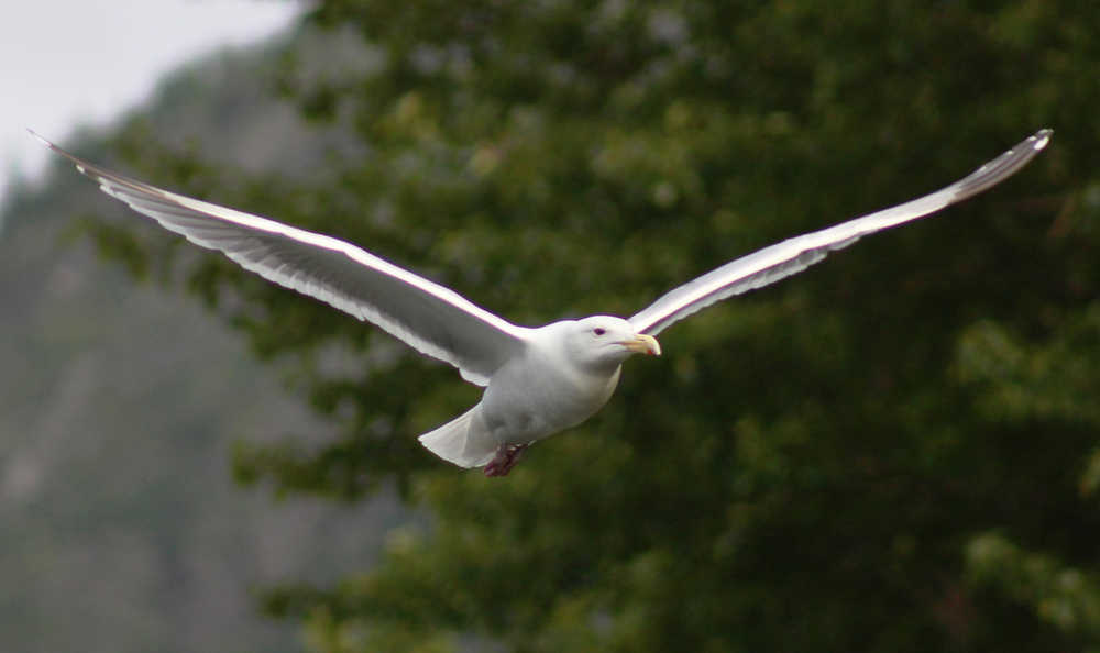 A seagull launches from the bank of the Russian River on Sunday, June 12 at the Russian River ferry in Cooper Landing.