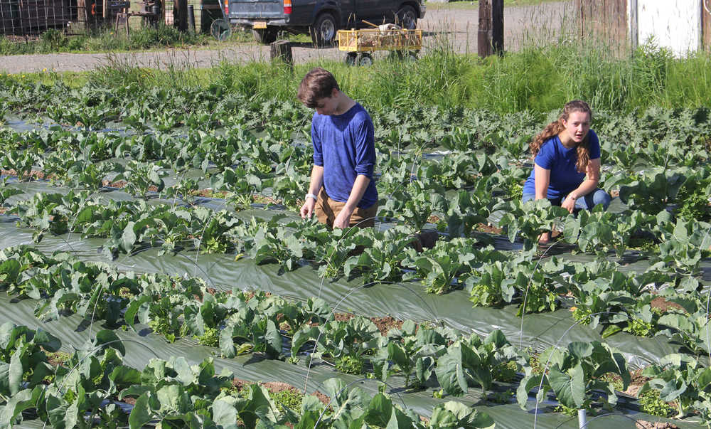 Ridgeway Farms connects community to local agriculture