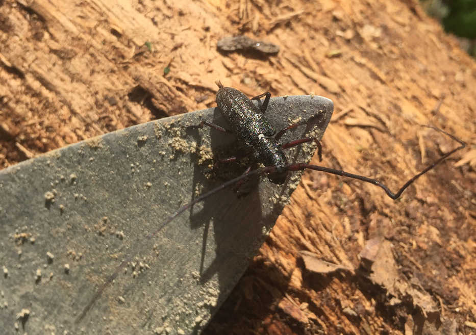 This sawyer beetle found its way into an excavated pit on day two.  A camper's trowel helped it find a safe way out. (Photo courtesy Kenai National Wildlife Refuge)