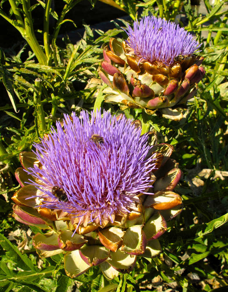 This Aug. 5, 2013 photo shows artichokes on a beachfront near Clinton, Wash. Globe artichokes have much to contribute in home gardens, from providing thin layers of leathery leaves for delectable dining to serving as flowery backdrops in border settings. Pollinators, like the bees shown here, like their purple thistle-like blossoms, too. (Dean Fosdick via AP)